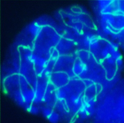 Meiosis