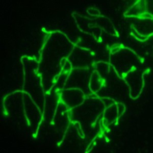 view Meiosis