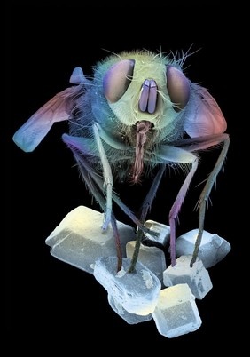 A fly on sugar crystals