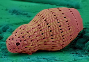 view A diatom frustule