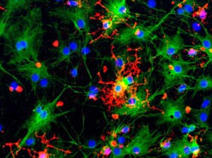 view Astrocytes and oligodendrocytes from neural stem cells