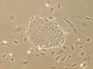 view Mouse embryonic stem cells