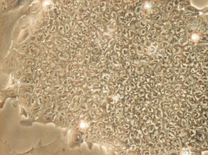 view Mouse embryonic stem cells