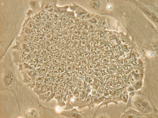 Mouse embryonic stem cells