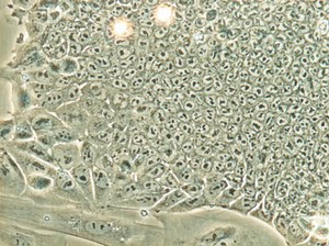 view Mouse embryonic stem cells