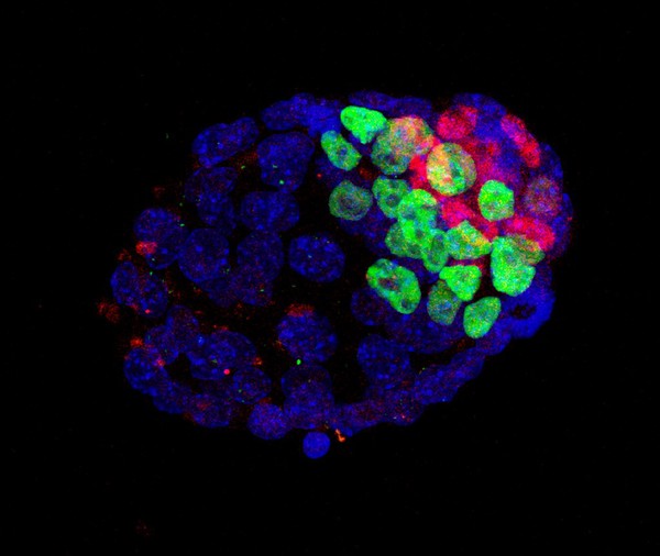 Mouse blastocyst