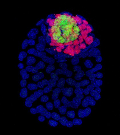 Mouse blastocyst