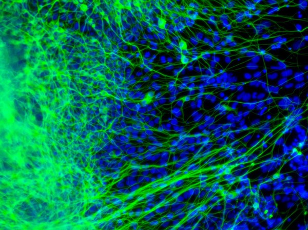 Neurons derived from ES cells