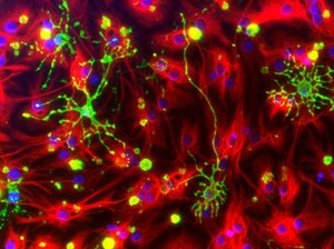 view Astrocytes and oligodendrocytes from neural stem cells