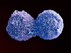 view Lung cancer cell dividing