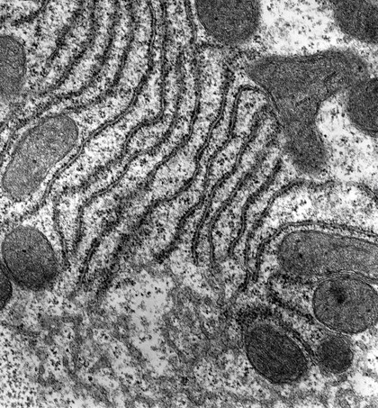 Organelles within a liver cell