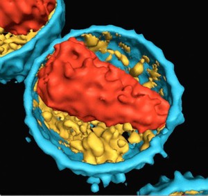 view Human immunodeficiency virus (HIV)