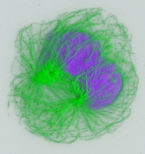 view Macrophage showing the nucleus in blue and the microtubules in green.