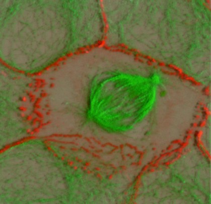 Mitotic spindle in a kidney cell