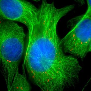 view Cells showing tubulin and mitochondria