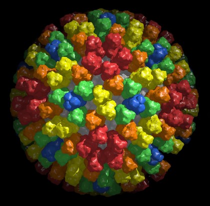 Bluetongue virus core particle
