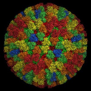 view Bluetongue virus core particle