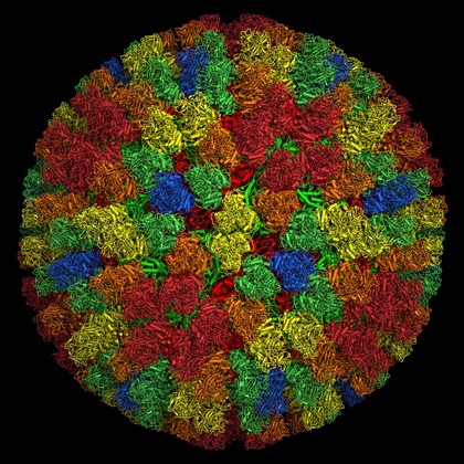 Bluetongue virus core particle