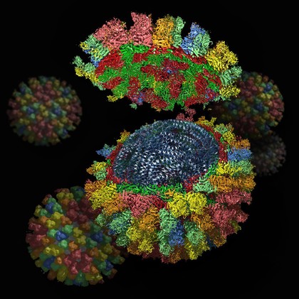 Bluetongue virus core particles