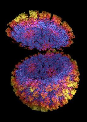 Bluetongue virus core particle