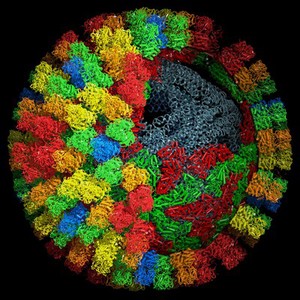 view Bluetongue virus core particle