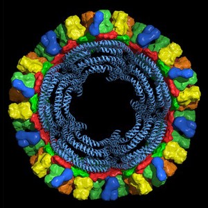 view Bluetongue virus core particle