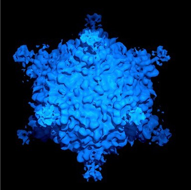 Cytoplasmic polyhedrosis virus (CPV) or Cypovirus, is from the Rheoviridae family. It has a double stranded RNA genome and a very stable capsid. It infects insects, including silkworms, and can have an economic impact on the silk industry.