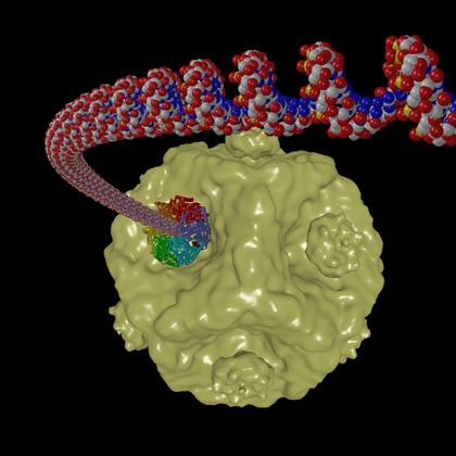 RNA inserting into a virus capsid