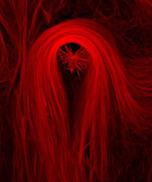 view Microtubles in vitro