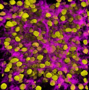 view Cytoskeletal dynamics