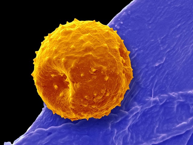 Canterbury bell pollen