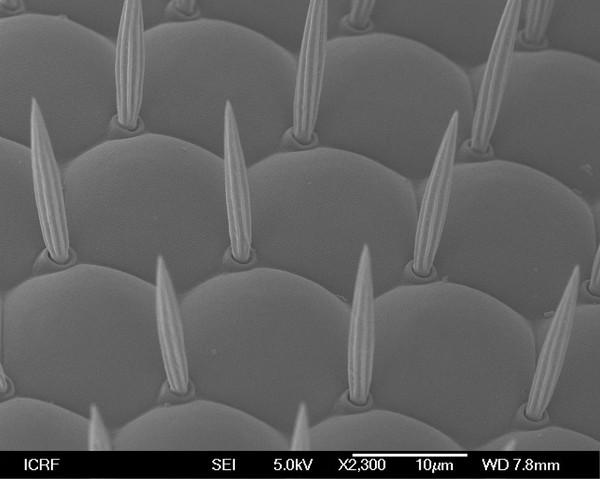 Drosophila eye