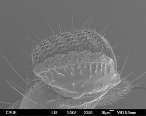 view Drosophila proboscis