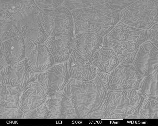 Zebrafish scales