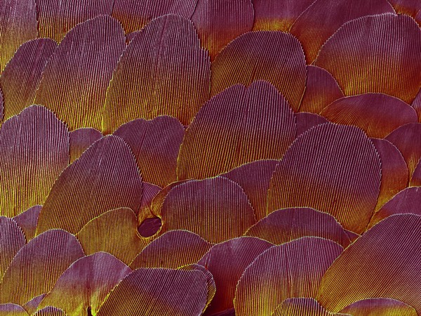 Silverfish scales