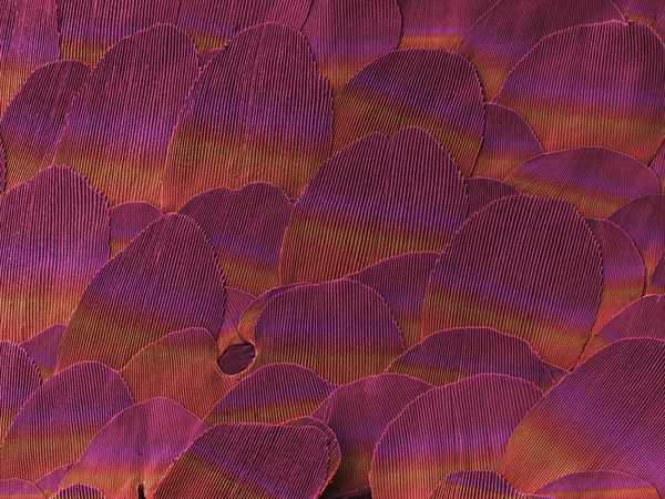 Silverfish scales