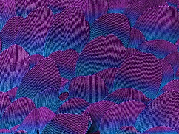 Silverfish scales