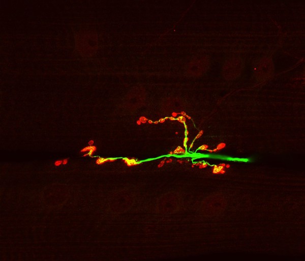 Neuromuscular junction from a Drosophila larva showing a nerve synapse atttached to a muscle fibre. The transmission of signals in shown via synaptic vesicles containing neurotransmitter substance (shown in red). These vesicles are in close accosiation with the microtubule-based synaptic core cytoskeleton o the nerve, which is shown in green.