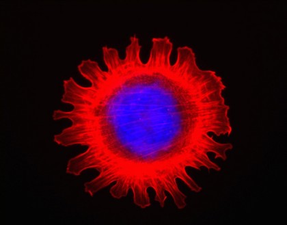 Cell flower formed from a 3T3 fibroblast cell. An unusually shaped cell found growing under normal conditions. The cell nucleus, containing the DNA, is stained in blue with DAPI. The cell body is stained for F-actin in red to reveal the flowere like shape.