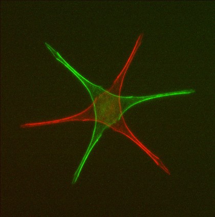 Cell flakes