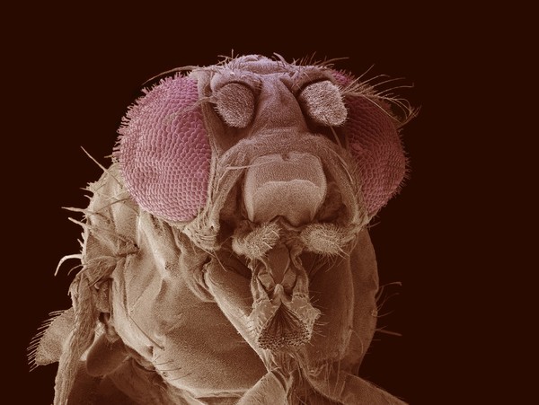 Fly head