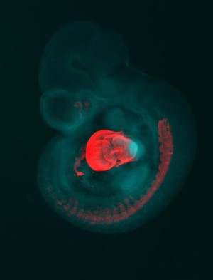 view developing embryonic heart