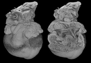 view 3D reconstruction of chick heart