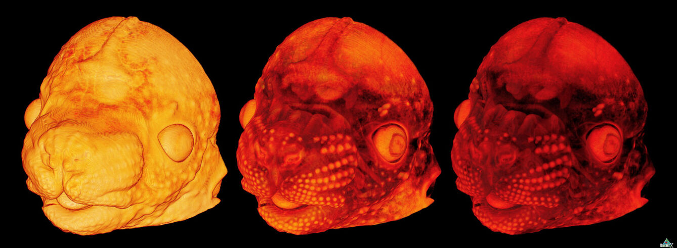 Developing mouse head