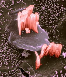 Outer hair cells o the ear