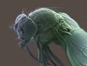 view Fruit fly