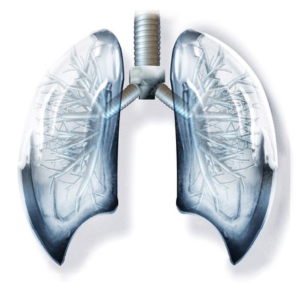 lungs