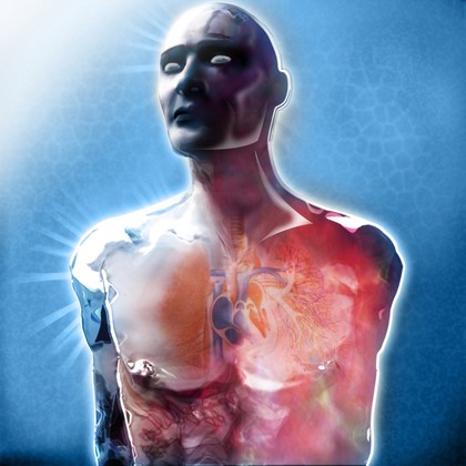 The human thorax