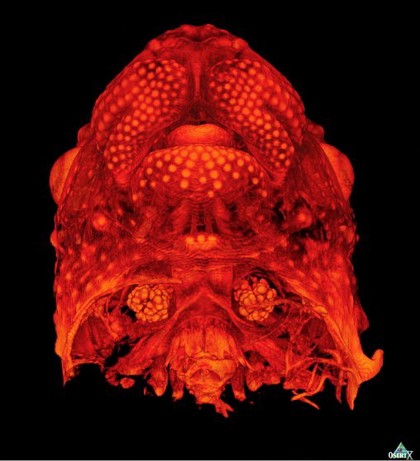 Movie of a mouse head in development