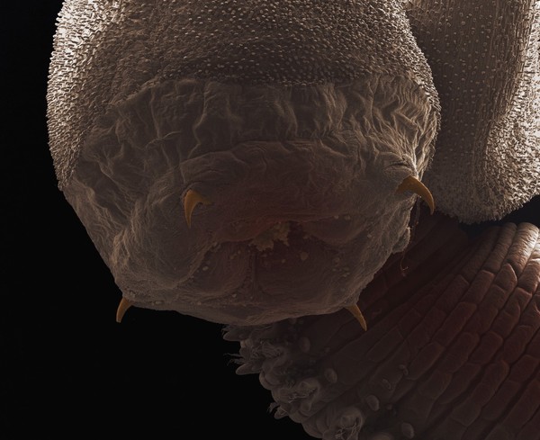 Ragworms are segmented worms with long, flattened bodies, consisting of many segments. Each segment has a pair of parapods, or swimming legs. At the head end (shown in ths image) they have a toothed proboscis, four eyes, and two pairs of antennae. Ragworms are found predominantly in muddy shorelines and often used as fishing bait. They can live up to 3 years. Some species are considered an active predator, sifting through the mud and sand for small ocean creatures, others exist as scavengers.